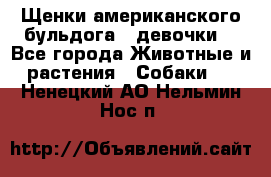 Щенки американского бульдога ( девочки) - Все города Животные и растения » Собаки   . Ненецкий АО,Нельмин Нос п.